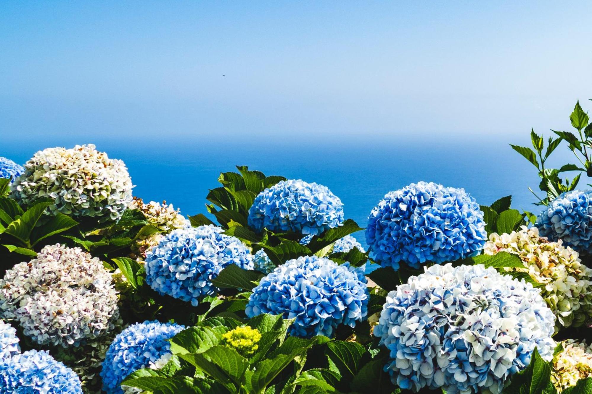 Ourmadeira - Seaview Apartment, Countryside Calheta  Buitenkant foto